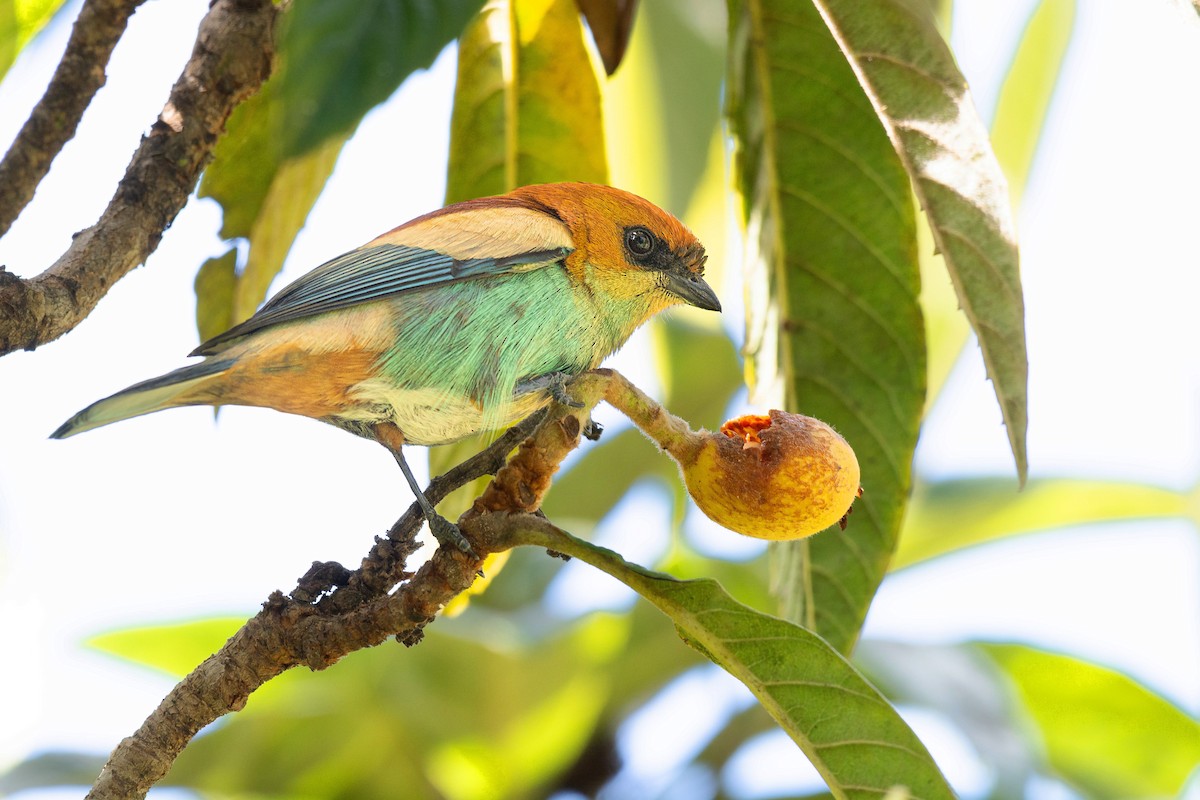 Chestnut-backed Tanager - Fernando Vidal Volpe