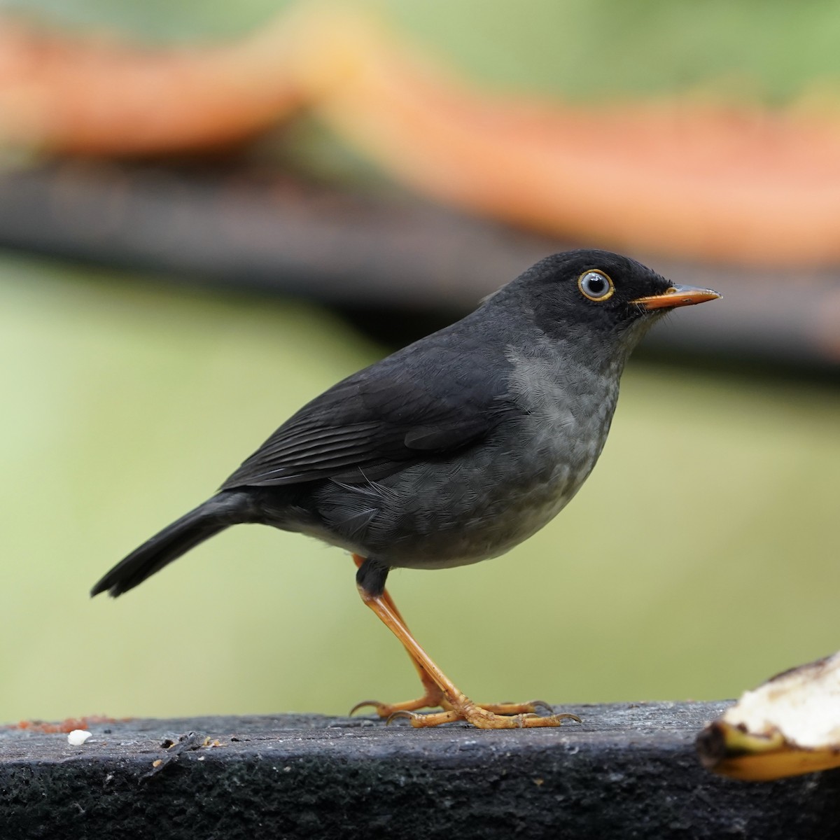 Slaty-backed Nightingale-Thrush - Simon Thornhill