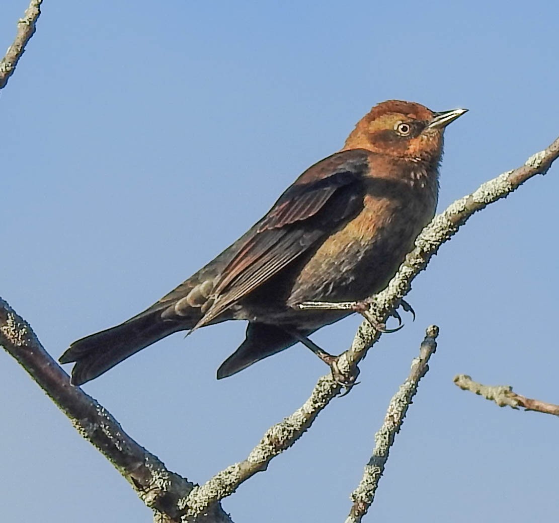 Rusty Blackbird - ML383114591