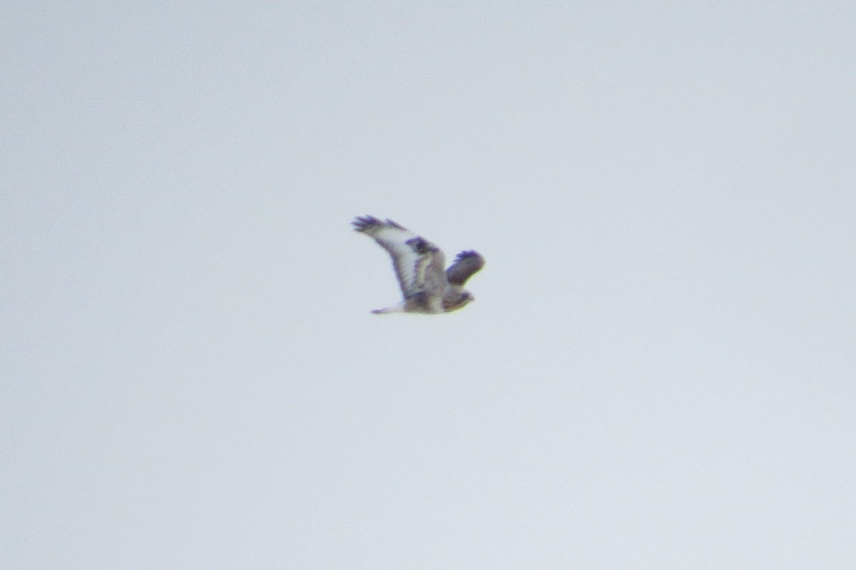 Rough-legged Hawk - ML38311491