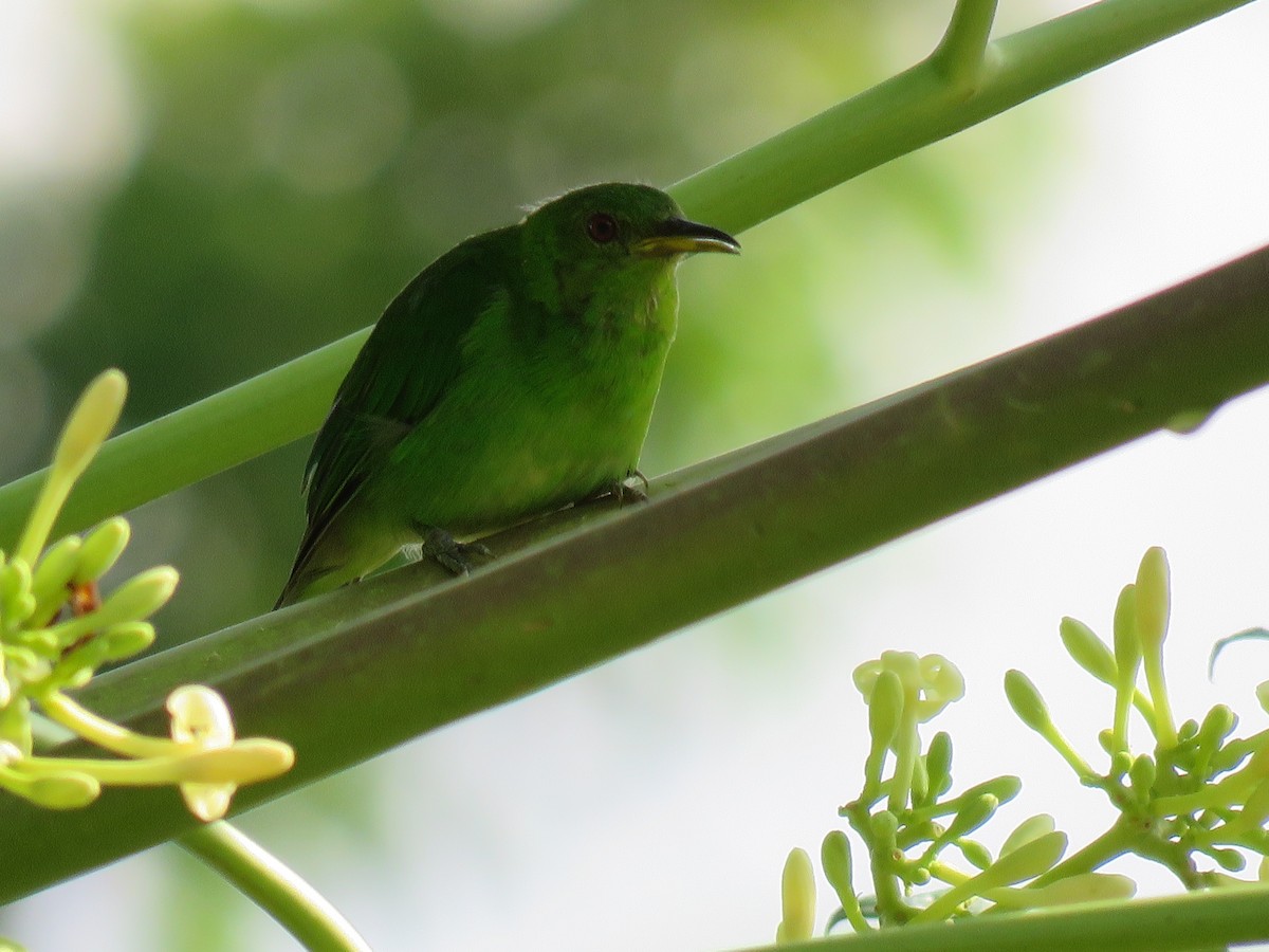 Green Honeycreeper - David Blevins