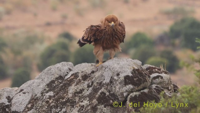 Eguzki-arrano iberiarra - ML383117941