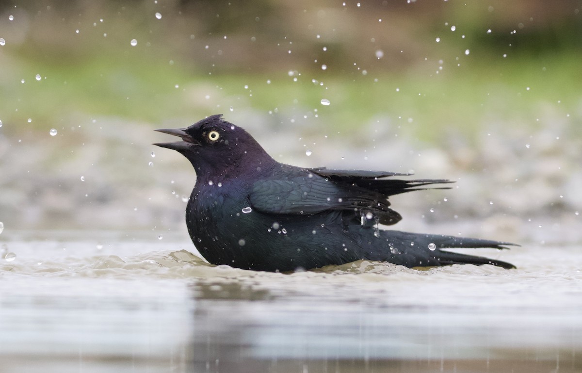 Brewer's Blackbird - ML383119961