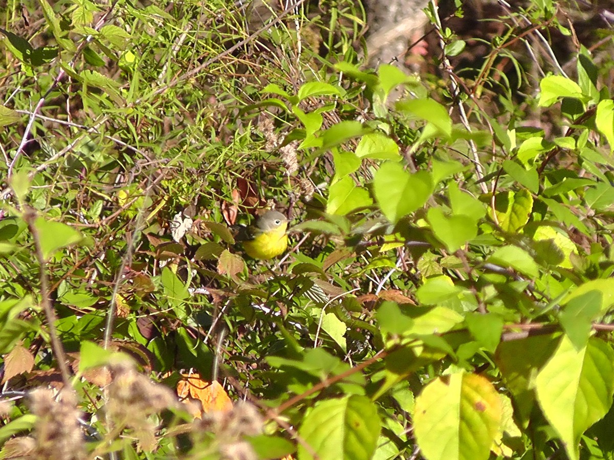 Magnolia Warbler - Evan Edelbaum