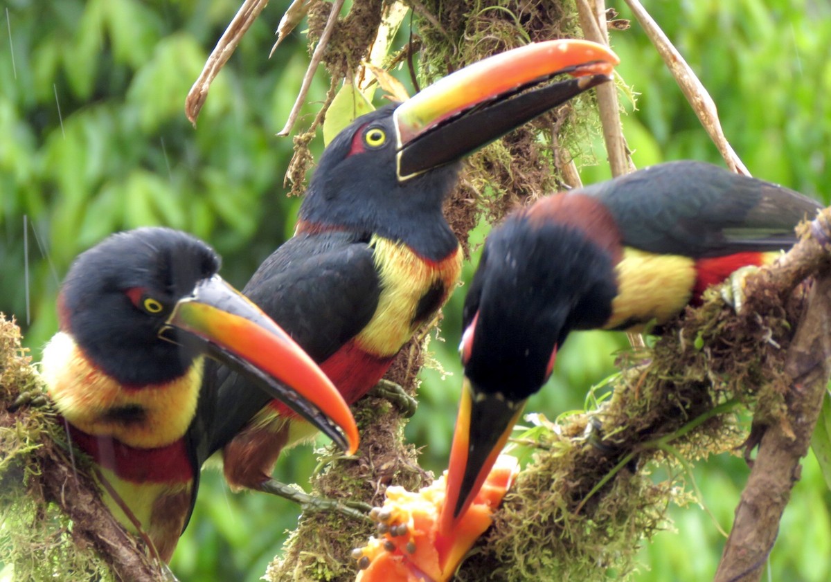 Fiery-billed Aracari - Carlos Sanguinetti