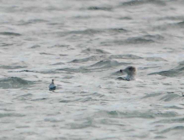 Red Phalarope - ML38312051