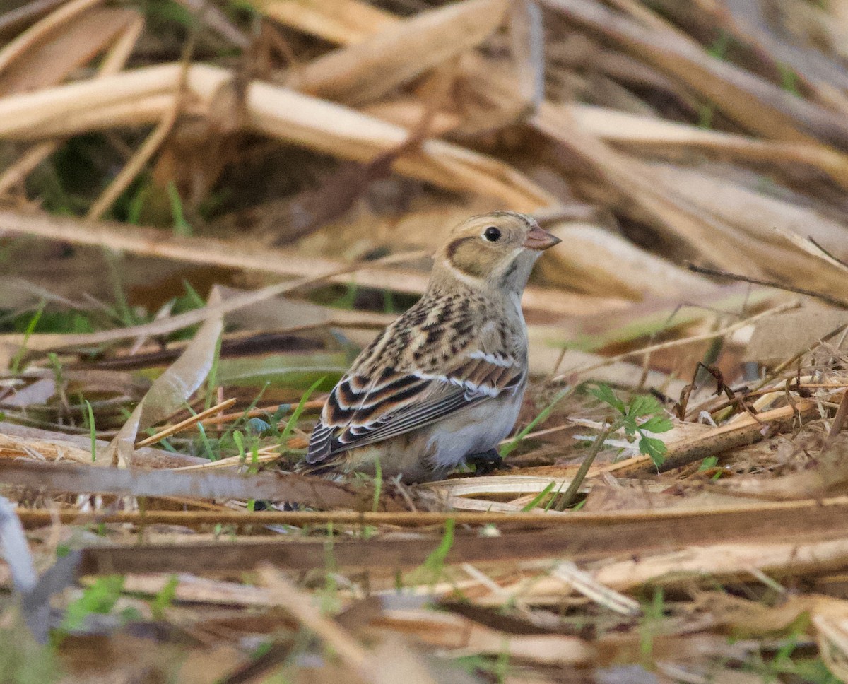 Lapland Longspur - ML383121241