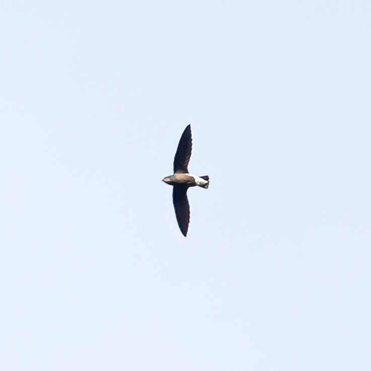 Silver-backed Needletail - ML383121301