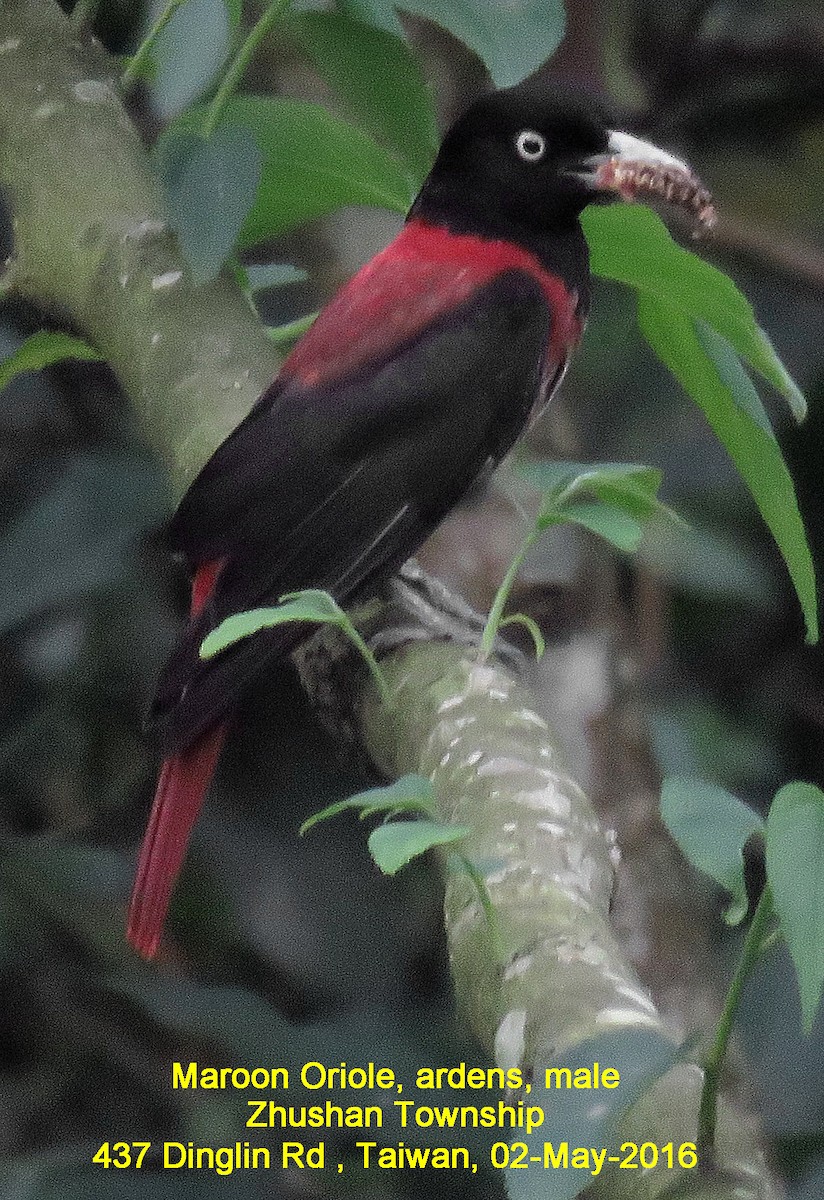 Maroon Oriole - Ed Thomas