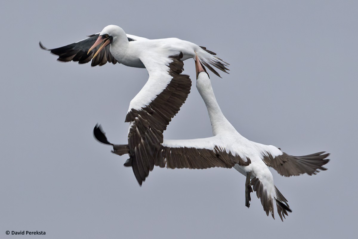 Nazca Booby - David Pereksta