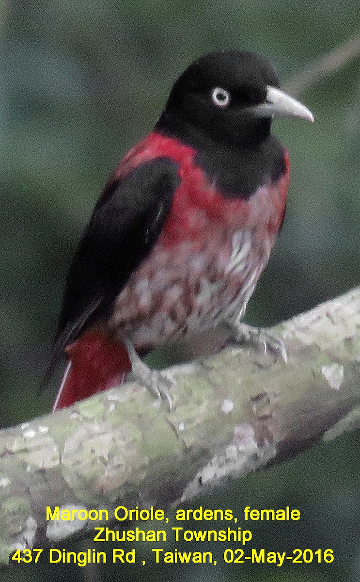 Maroon Oriole - Ed Thomas