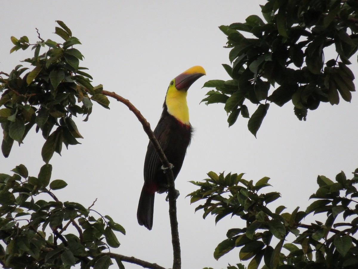 Yellow-throated Toucan - David Blevins