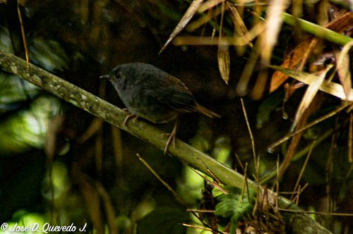 Pale-bellied Tapaculo - ML383123381