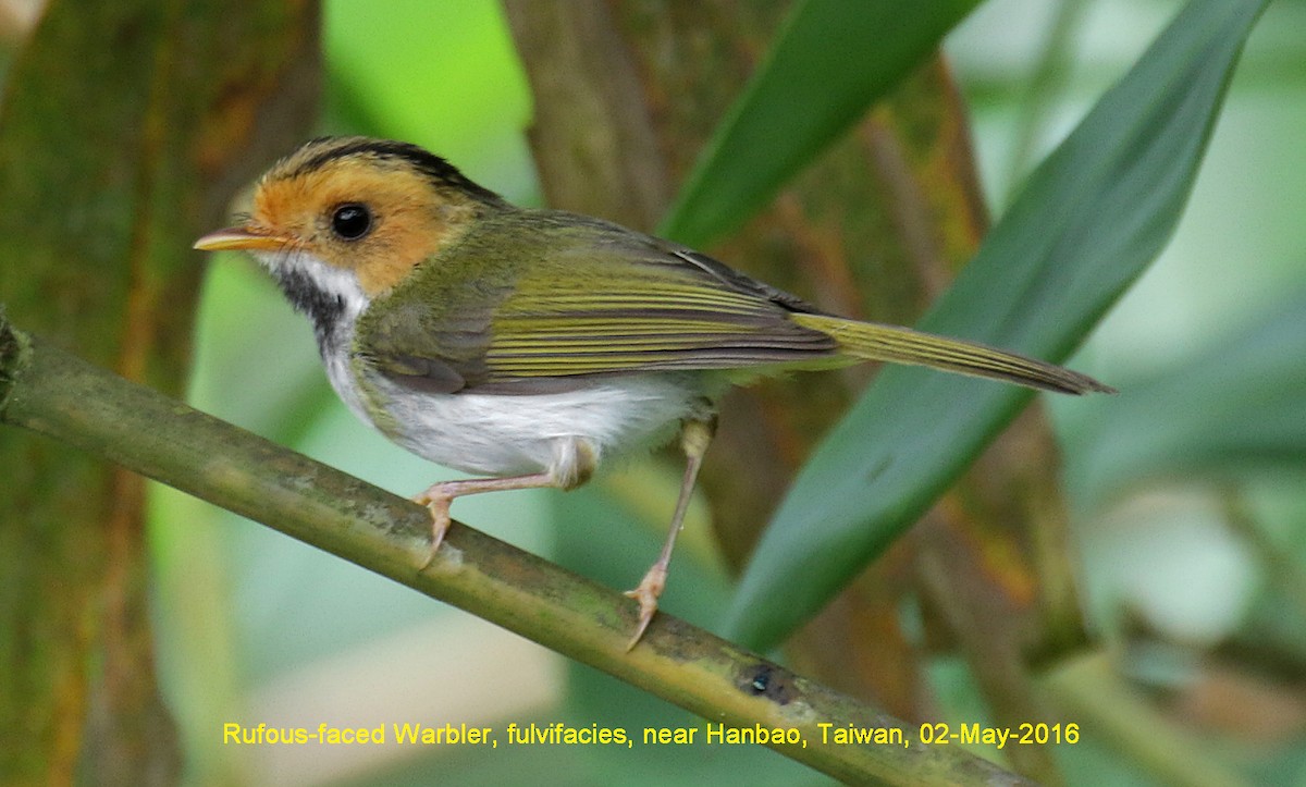 Rufous-faced Warbler - Ed Thomas