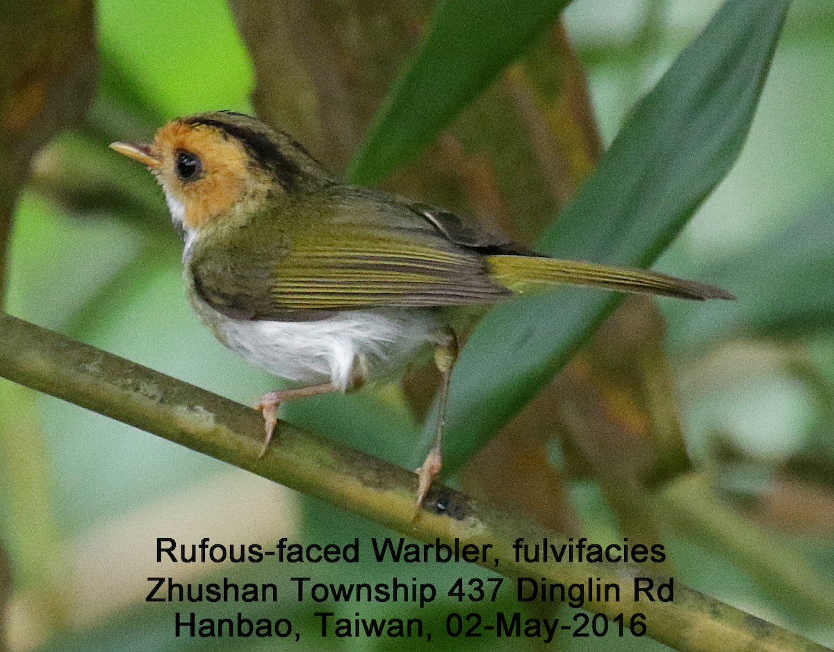 Mosquitero Carirrufo - ML38312381