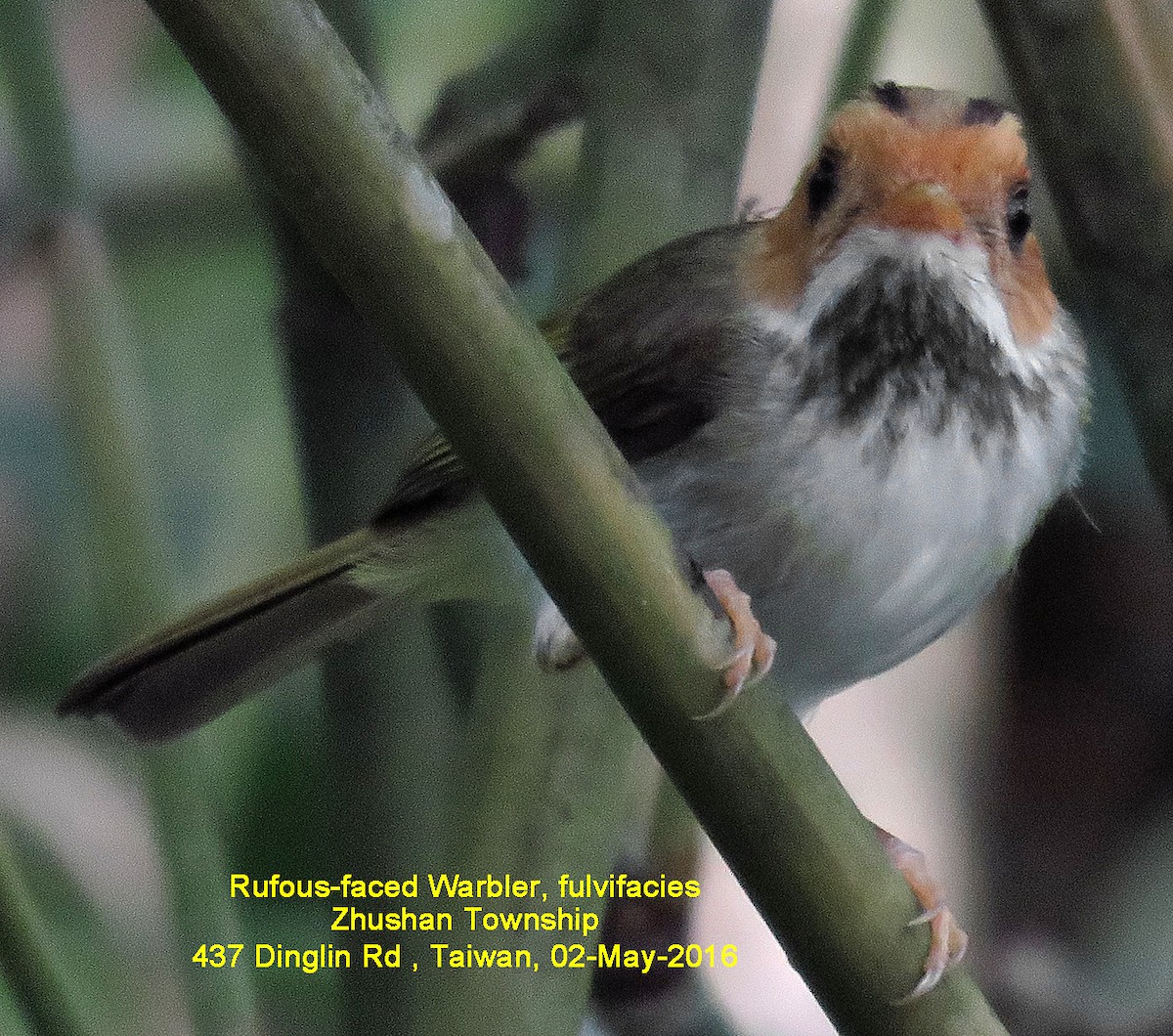 Rufous-faced Warbler - ML38312411