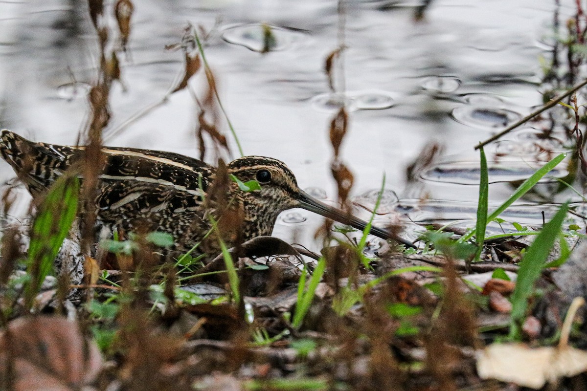 Wilson's Snipe - Heather Rowan