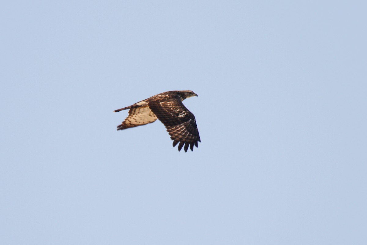 Oriental Honey-buzzard (Northern) - ML383125431