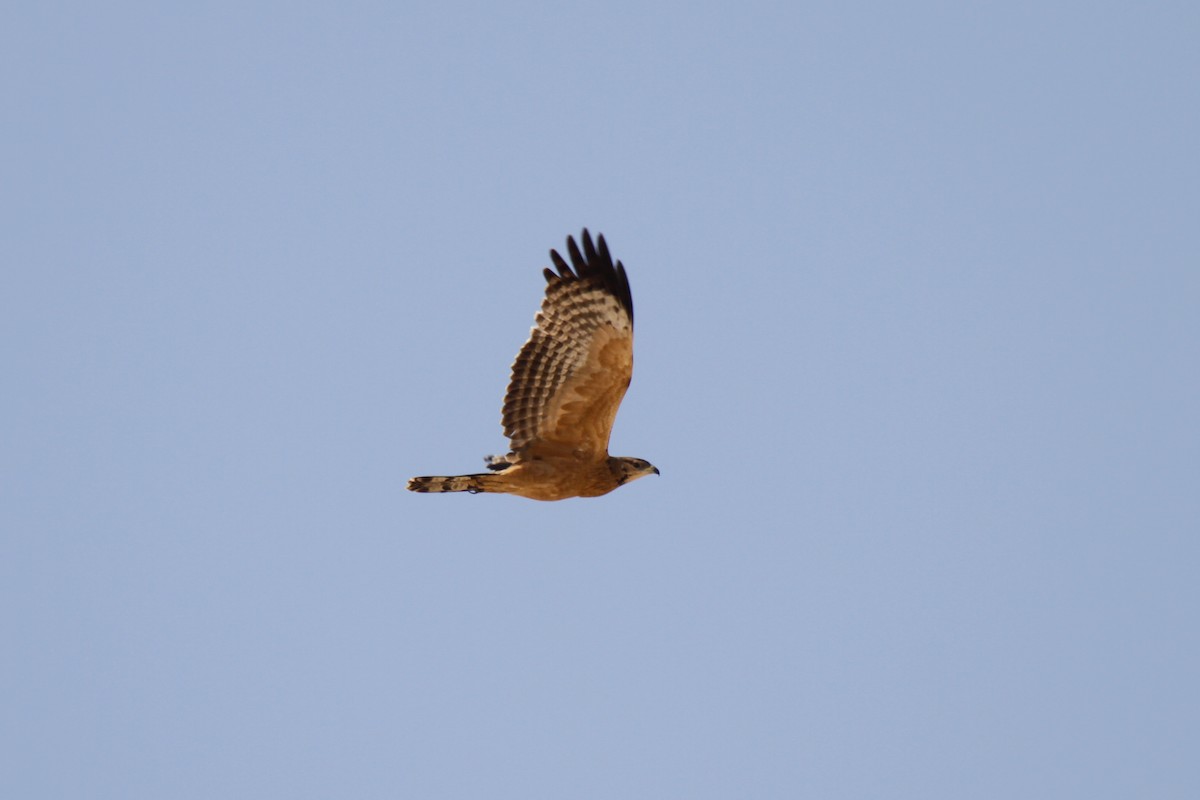 Oriental Honey-buzzard (Northern) - Tommy Pedersen