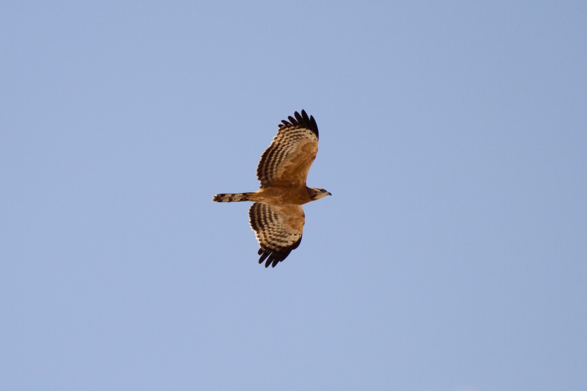 Oriental Honey-buzzard (Northern) - Tommy Pedersen