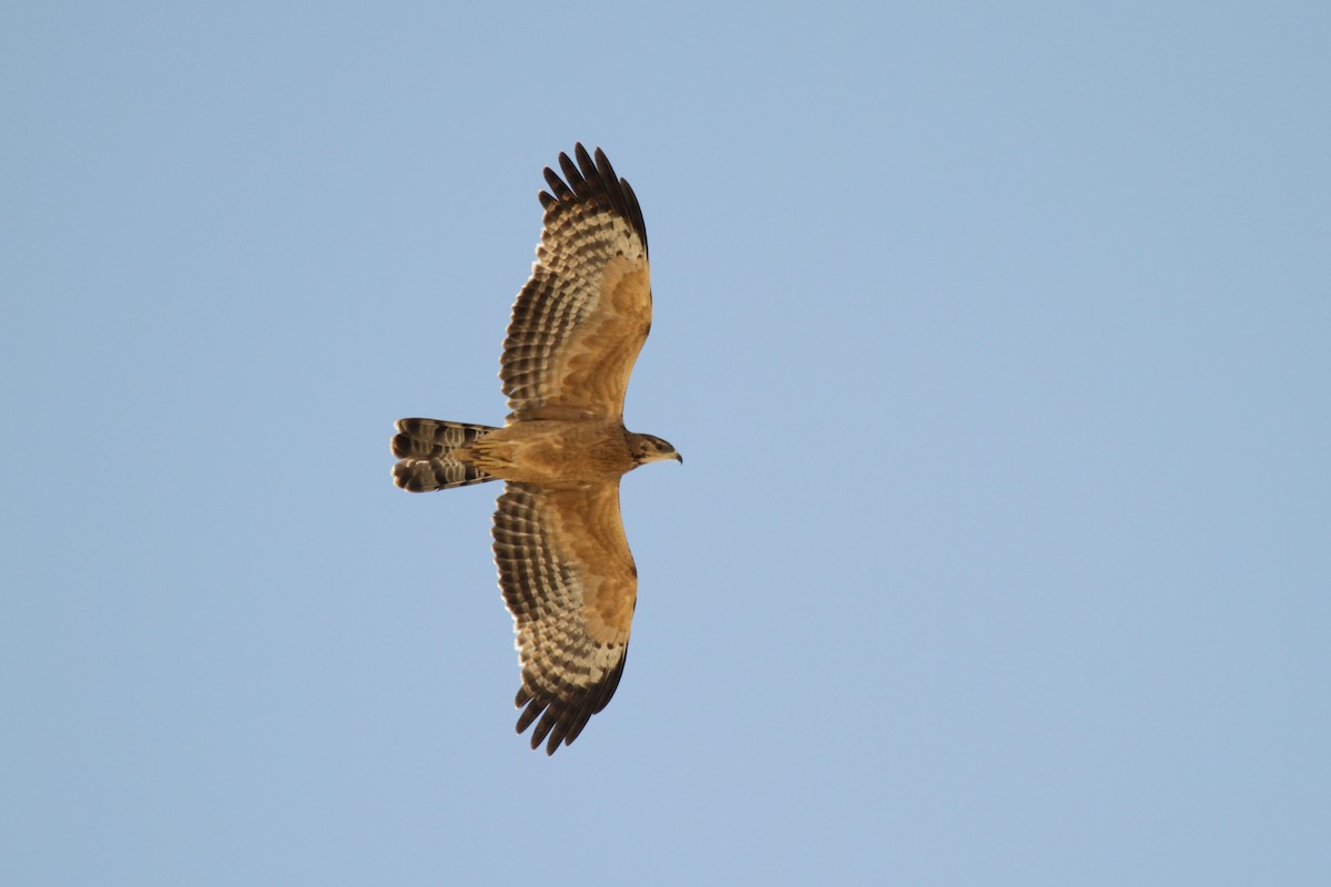 Oriental Honey-buzzard (Northern) - ML383125481