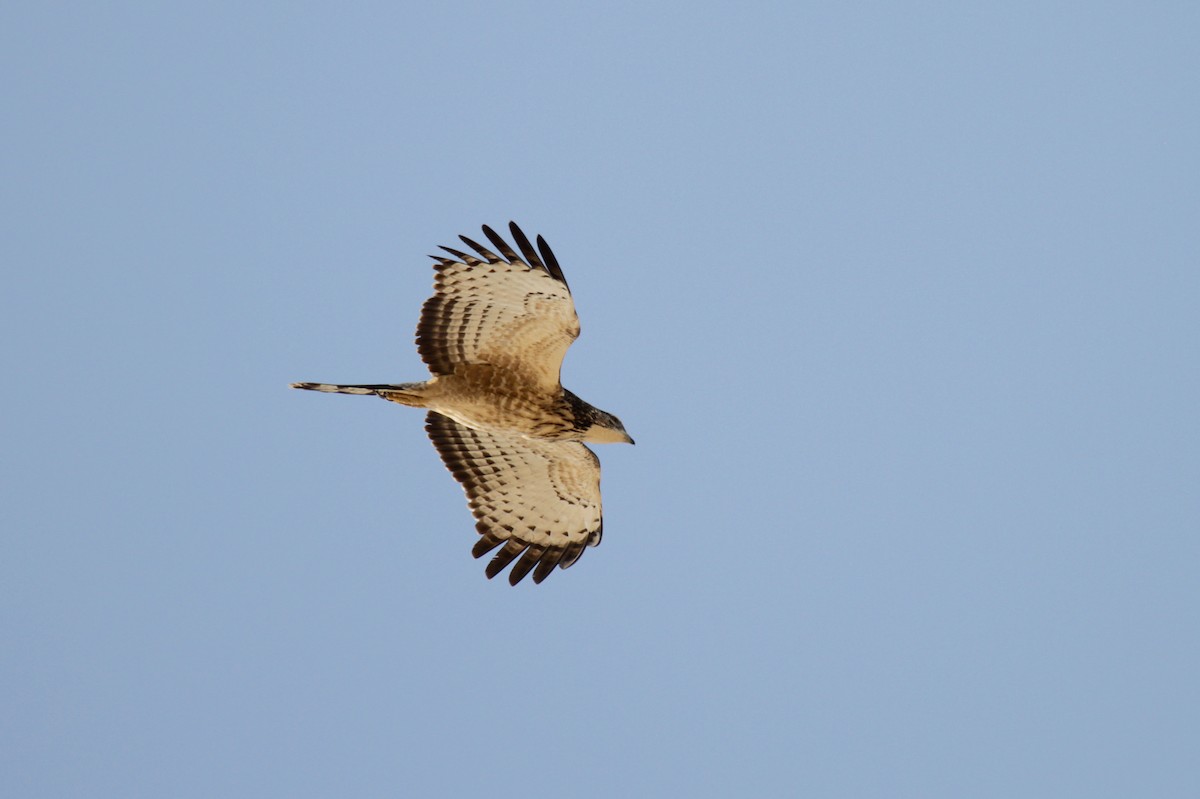 Oriental Honey-buzzard (Northern) - Tommy Pedersen