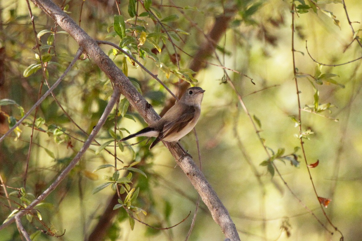 Taiga Flycatcher - ML383125501