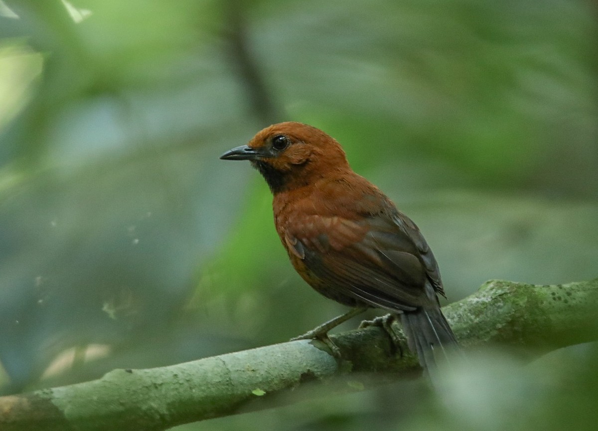 Ruddy Spinetail - Jesus Alferez