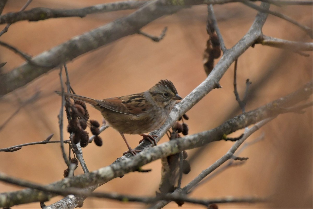 Swamp Sparrow - ML383125931
