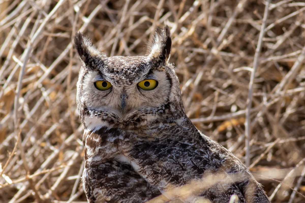 Great Horned Owl - Amy Davis