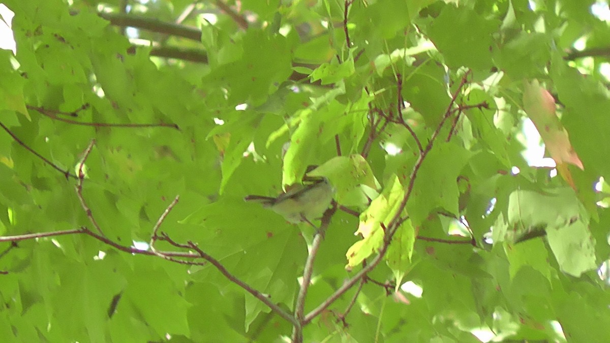 Chestnut-sided Warbler - ML38312761