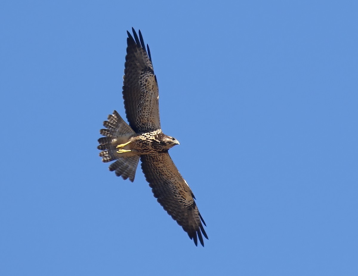 Swainson's Hawk - ML383128071