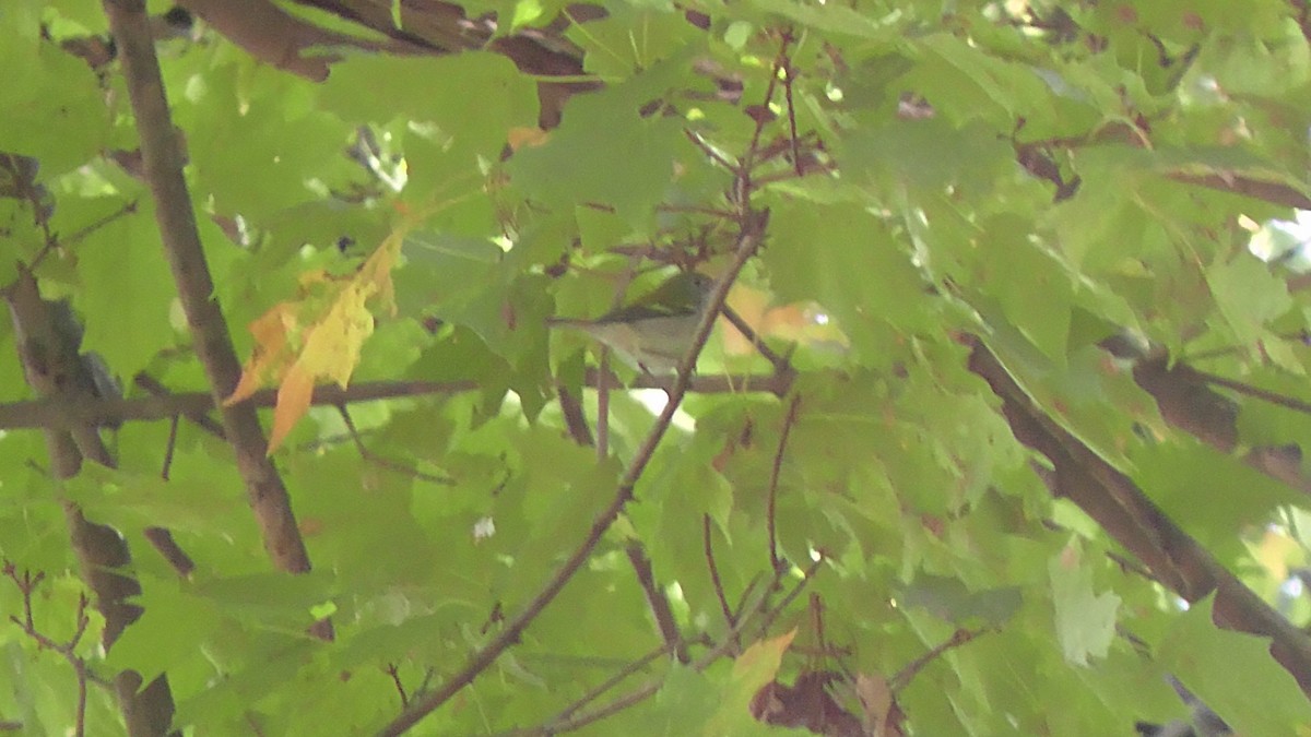 Chestnut-sided Warbler - ML38312821