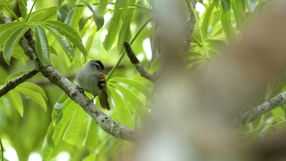 Chestnut-shouldered Antwren - ML383128721