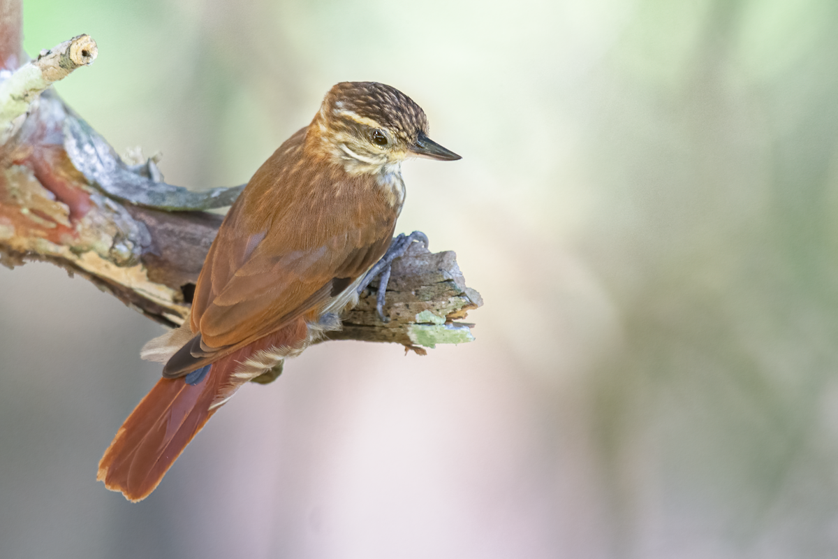 Streaked Xenops - ML383132331