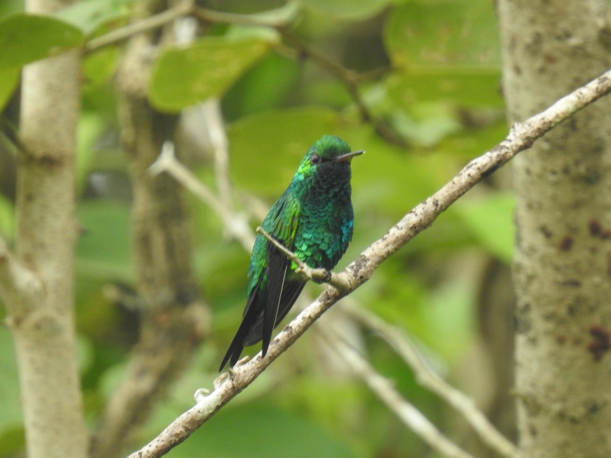 Red-billed Emerald - ML383132491