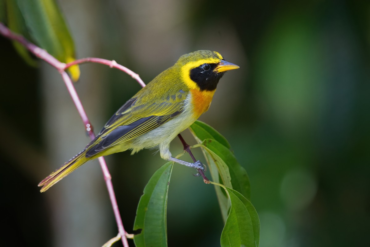 Guira Tanager - ML383133291