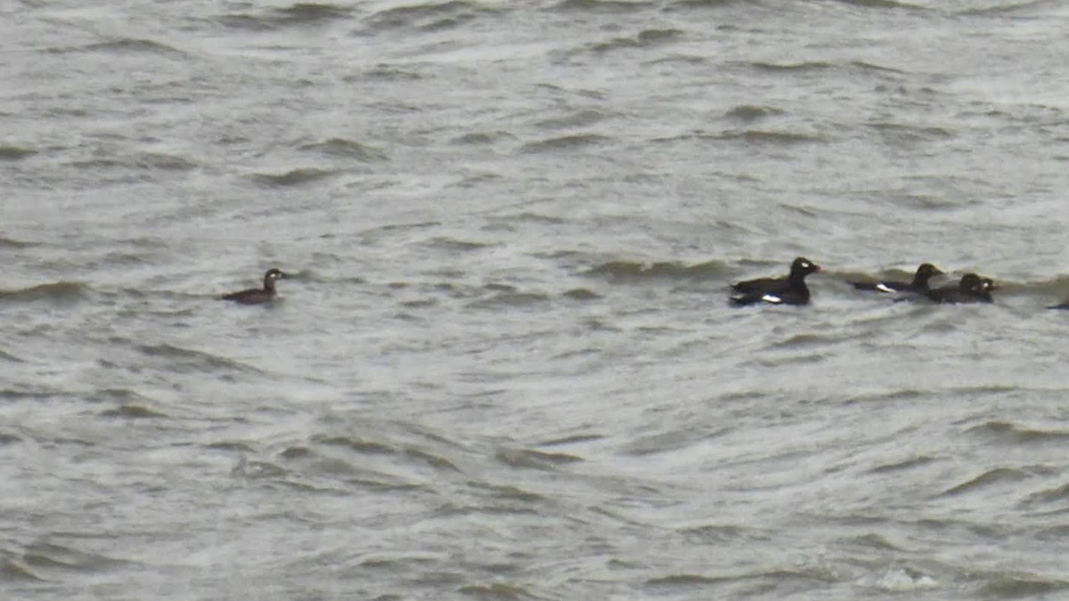 Surf Scoter - ML383133431