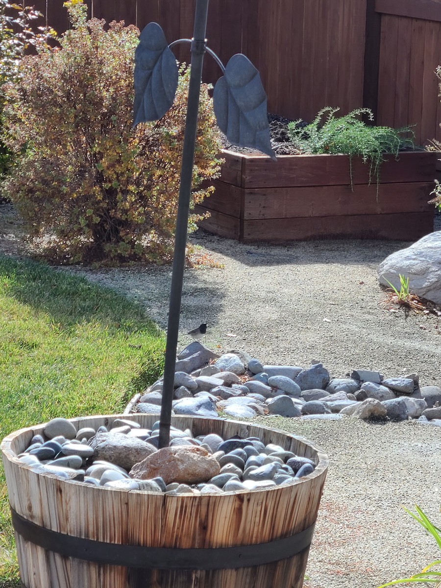 Dark-eyed Junco - ML383133701