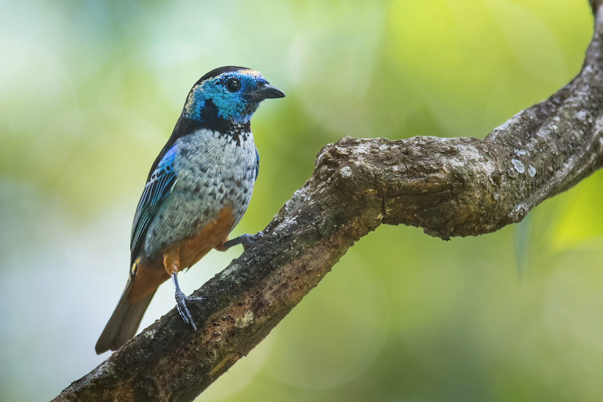 Opal-rumped Tanager (Silver-breasted) - ML383133931