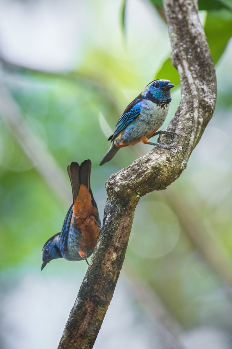 Opal-rumped Tanager (Silver-breasted) - ML383134111