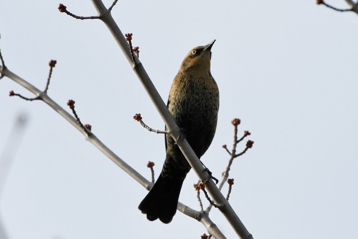 Rusty Blackbird - ML383134611