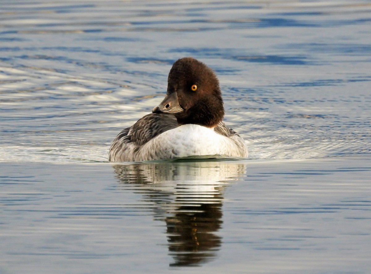 Barrow's Goldeneye - Sharon Dewart-Hansen