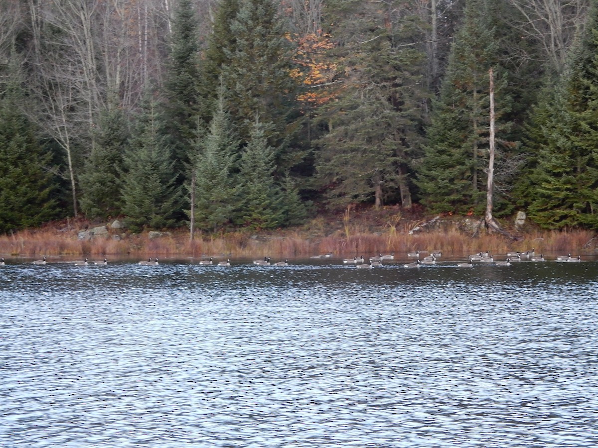 Canada Goose - ML383137991