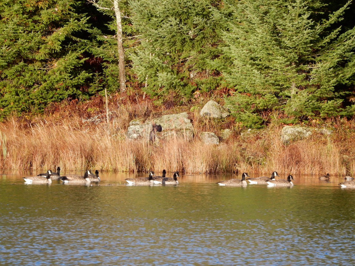 Canada Goose - ML383138011