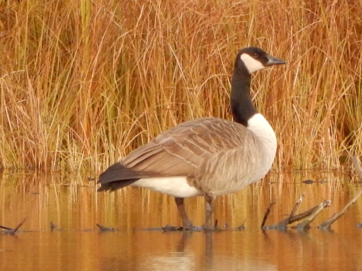 Canada Goose - ML383138061