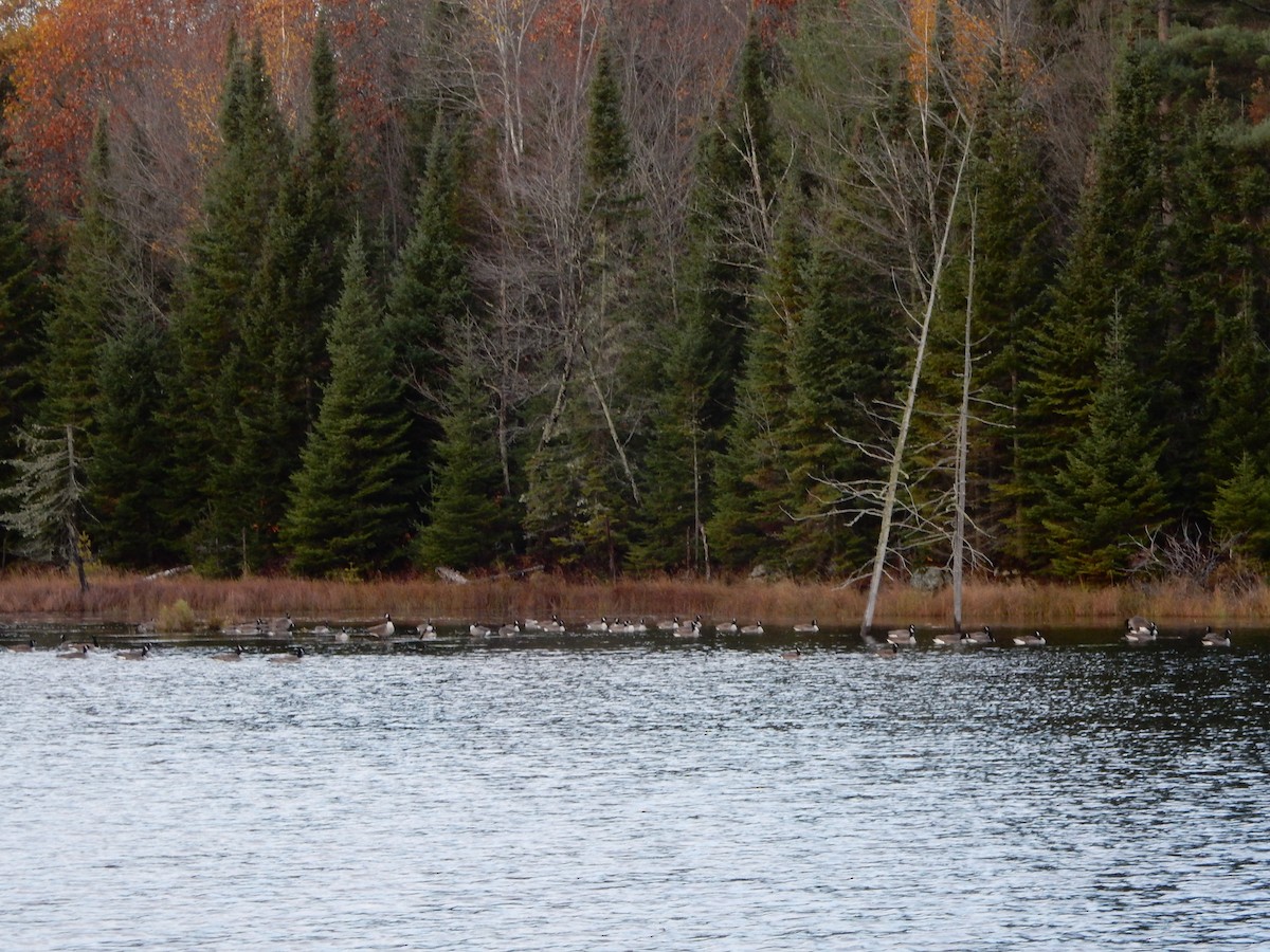 Canada Goose - ML383138071