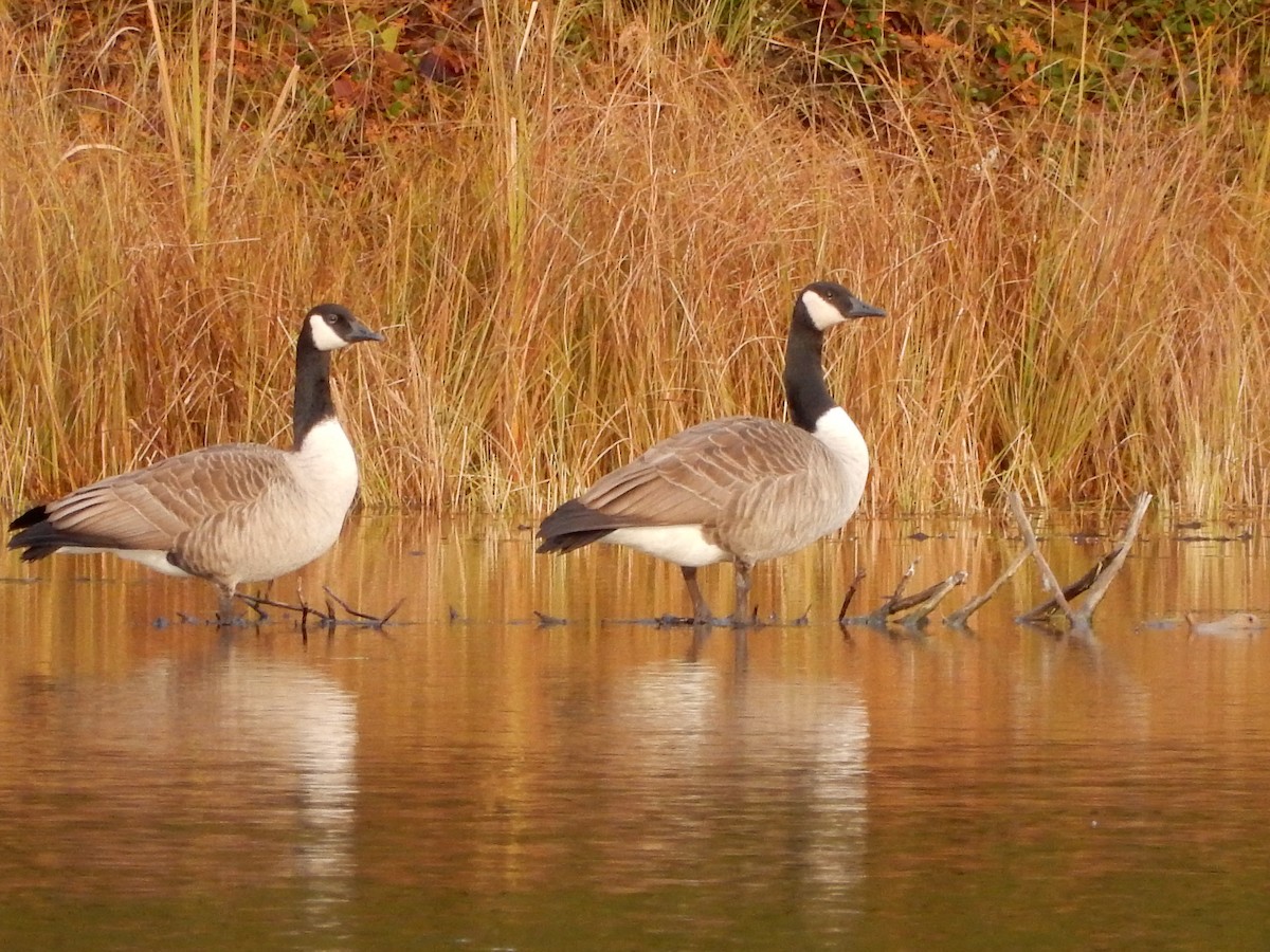 Canada Goose - ML383138081