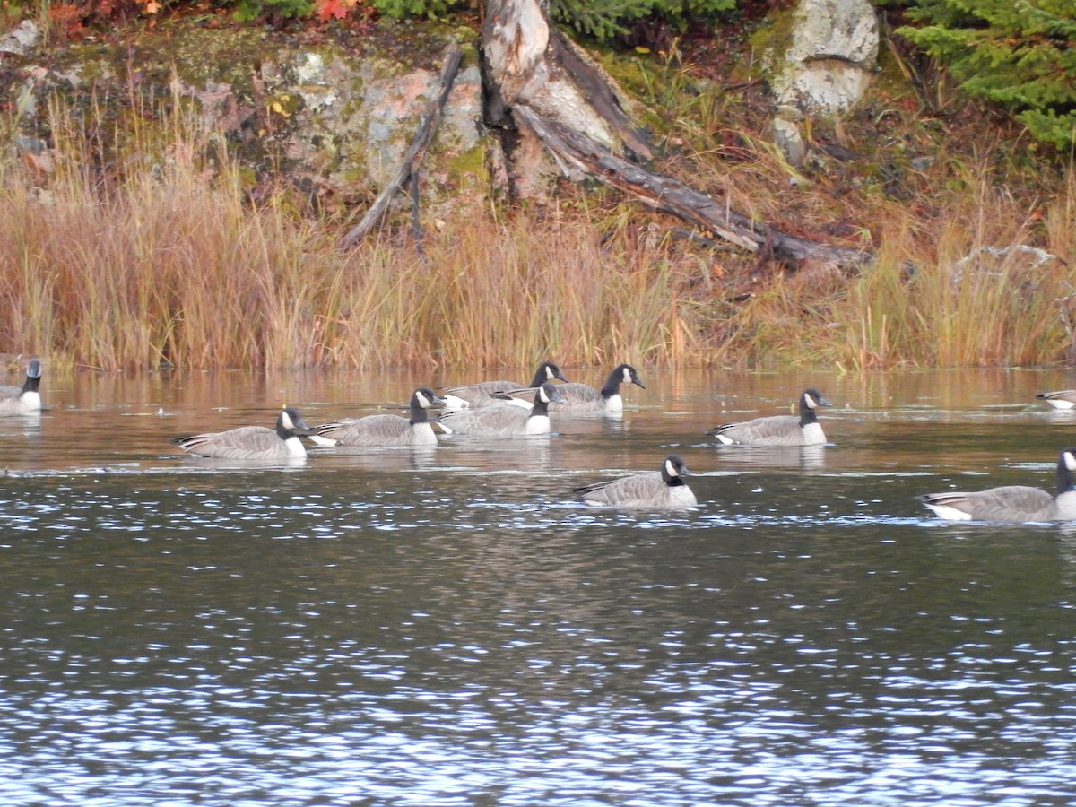 Canada Goose - ML383138101