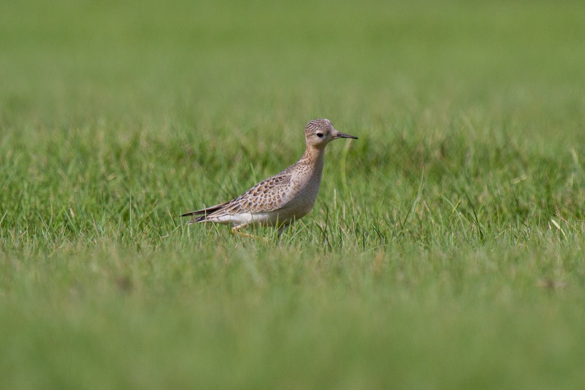 Buff-breasted Sandpiper - Tommy Pedersen